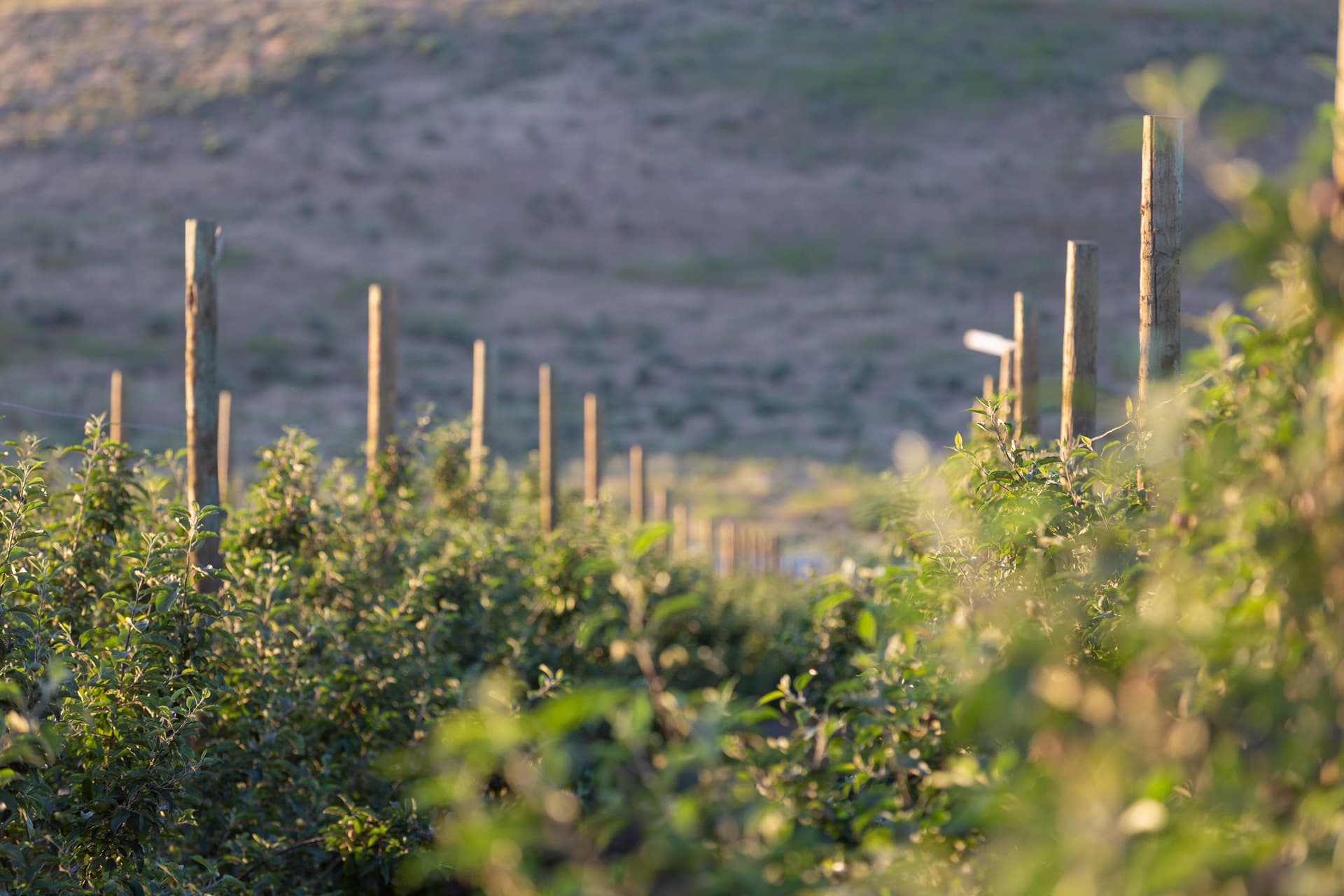 Farmland aerial view